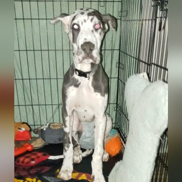 Meet your Posher, Stacey adele.... Babette (standard poodle) Nanook (Great Dane) - Picture 6 of 7